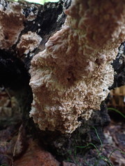 Phlebia rufa