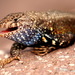 Nelson's Spiny Lizard - Photo (c) zanejohnson, some rights reserved (CC BY-NC)