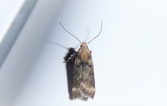 Anisoplaca acrodactyla