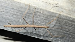 Candovia granulosa