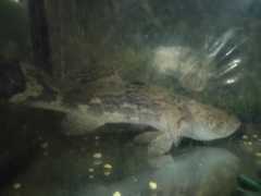 Oxyeleotris marmorata