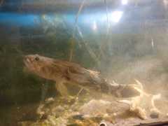 Oxyeleotris marmorata