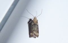 Anisoplaca acrodactyla