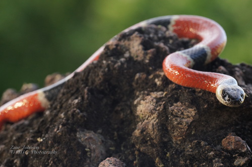 West Mexican Coralsnake