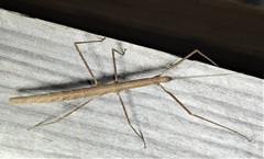 Candovia granulosa