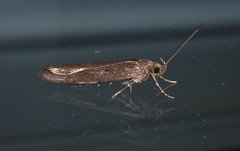 Phaeosaces apocrypta