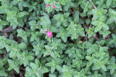 Scutellaria suffrutescens