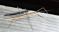 Candovia granulosa