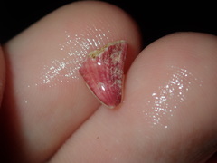 Megabalanus coccopoma