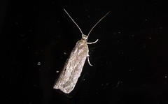 Phaeosaces apocrypta