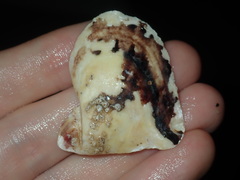 Pterioidea