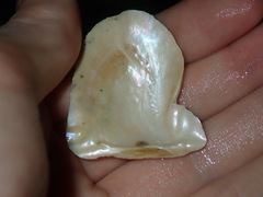 Pterioidea