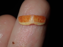 Ischnochiton australis