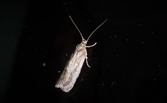 Phaeosaces apocrypta