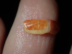 Ischnochiton australis