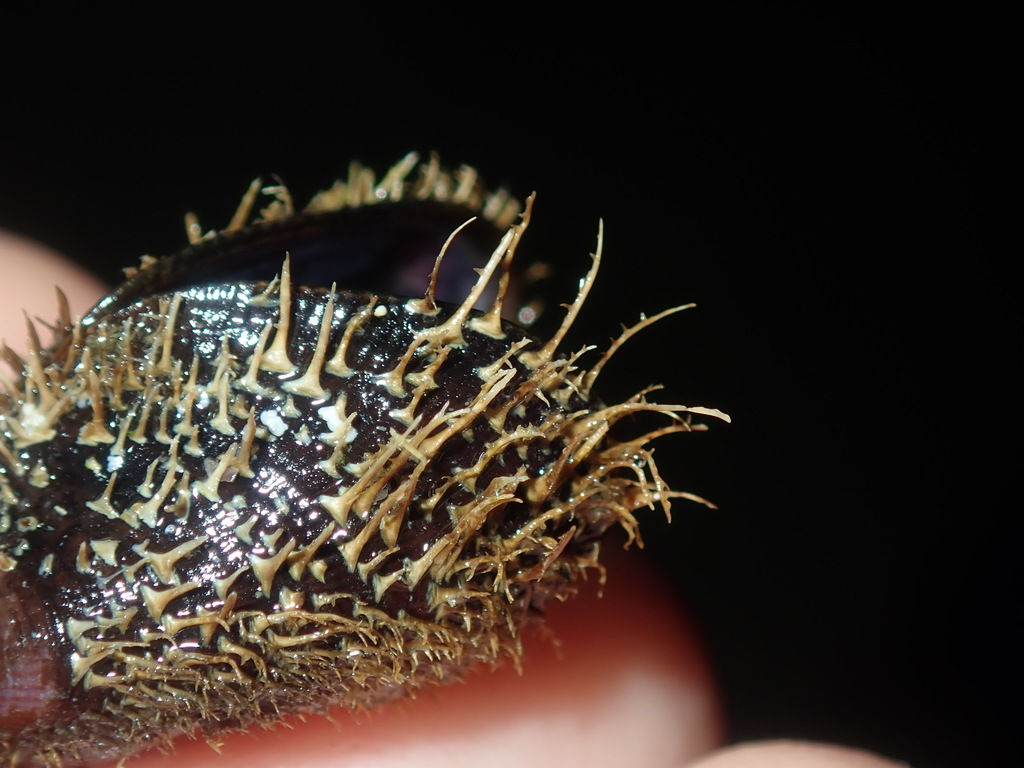Hairy Mussel from Sydney NSW, Australia on December 2, 2021 by Thomas