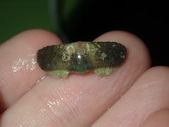 Ischnochiton australis