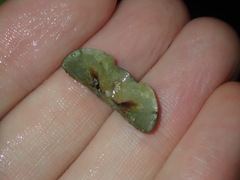 Ischnochiton australis