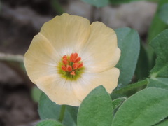 Kallstroemia rosei
