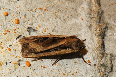 Euxoa ochrogaster