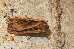 Euxoa ochrogaster