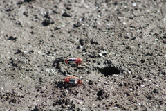 Leptuca uruguayensis