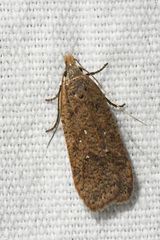 Dichomeris ventrellus