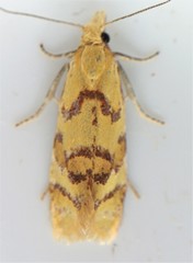 Phtheochroa vitellinana