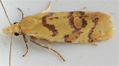 Phtheochroa vitellinana