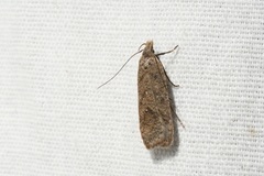 Dichomeris ventrellus