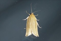 Clepsis leucaniana