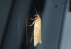 Clepsis leucaniana