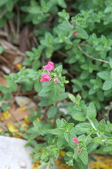 Scutellaria suffrutescens
