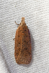 Dichomeris ventrellus