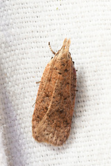 Dichomeris ventrellus