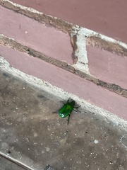 Heterorrhina elegans