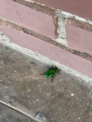 Heterorrhina elegans