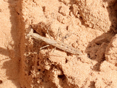 Litaneutria skinneri