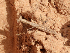 Litaneutria skinneri