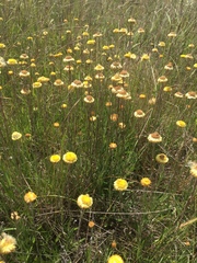 Coronidium gunnianum