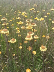 Coronidium gunnianum