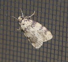 Hectobrocha subnigra