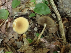 Agrocybe firma