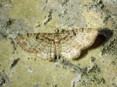 Eupithecia mutata