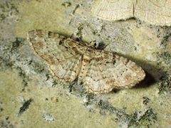 Eupithecia mutata