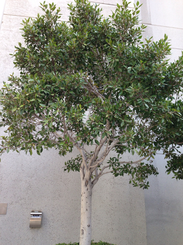 Chinese Banyan (Ficus nitida)