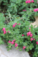 Scutellaria suffrutescens