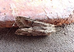Ichneutica mutans