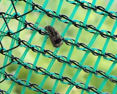 Cacephatus