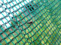 Cacephatus